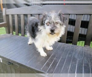 Care-Tzu Dogs for adoption in Orange, CA, USA