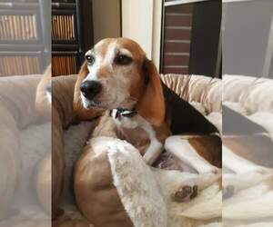 Beagle Dogs for adoption in Newport, KY, USA