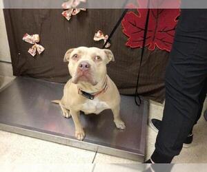 American Pit Bull Terrier Dogs for adoption in Riverside, CA, USA