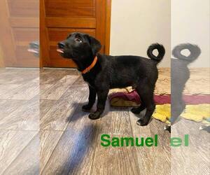 Labrador Retriever-Unknown Mix Dogs for adoption in Mechanicsburg, PA, USA