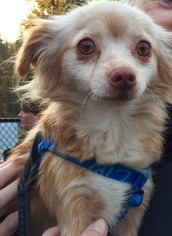 Chiranian Dogs for adoption in Bellevue, WA, USA
