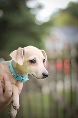 Italian Greyhuahua Dogs for adoption in Charlotte, NC, USA