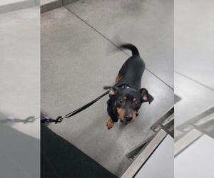 Miniature Pinscher Dogs for adoption in PORT RICHEY, FL, USA