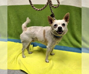 Chihuahua Dogs for adoption in Long Beach, CA, USA