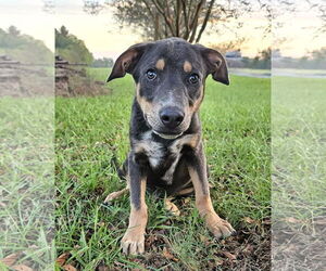 Feist Terrier-Unknown Mix Dogs for adoption in Wakefield, RI, USA