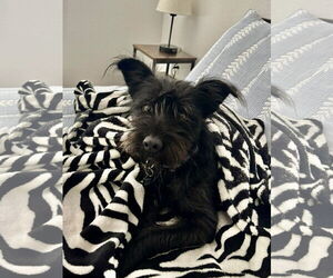 Mutt Dogs for adoption in Menifee, CA, USA