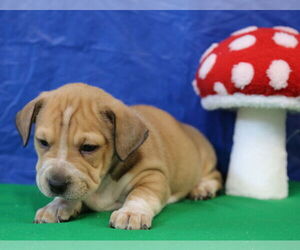 Dachshund-Unknown Mix Dogs for adoption in Wakefield, RI, USA