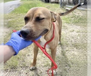 Mutt Dogs for adoption in Houston, TX, USA
