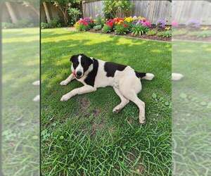 Labrador Retriever-Unknown Mix Dogs for adoption in Coldwater, MI, USA