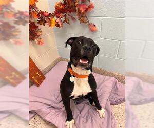 American Pit Bull Terrier-Unknown Mix Dogs for adoption in Brighton, CO, USA