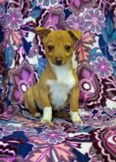 Medium Photo #1 Chihuahua-Unknown Mix Puppy For Sale in Pryor, OK, USA