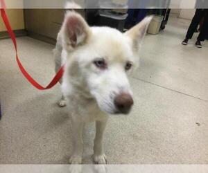 Siberian Husky-Unknown Mix Dogs for adoption in Riverside, CA, USA