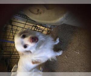 Dameranian Dogs for adoption in Tonopah, AZ, USA