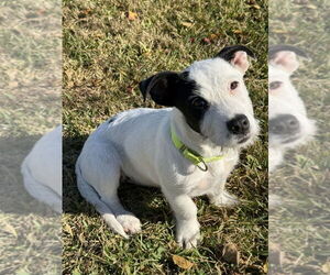 Mutt Dogs for adoption in San Leon, TX, USA