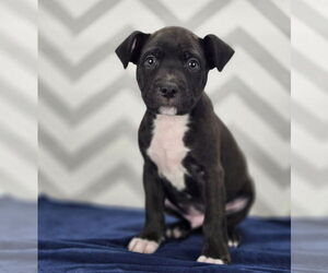 Bulldog-Labrador Retriever Mix Dogs for adoption in Lakewood, CO, USA