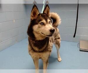 Siberian Husky-Unknown Mix Dogs for adoption in Moreno Valley, CA, USA