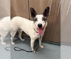 Mutt Dogs for adoption in Baytown, TX, USA