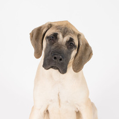 Mastiff Dogs for adoption in St. Louis Park, MN, USA