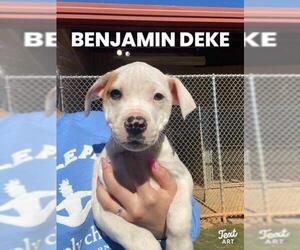 Bullboxer Pit Dogs for adoption in Winder, GA, USA