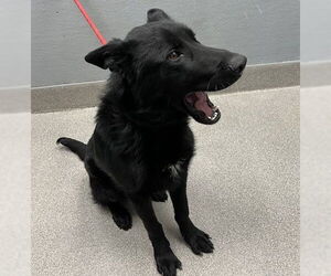 German Shepherd Dog-Unknown Mix Dogs for adoption in Las Vegas, NV, USA