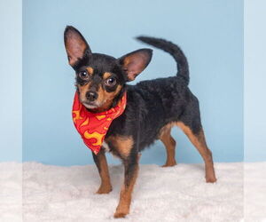 Chihuahua Dogs for adoption in Kimberton, PA, USA