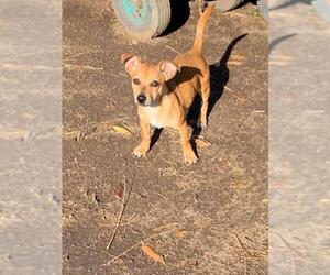Dorgi Dogs for adoption in Ramona, CA, USA