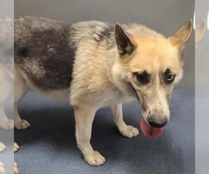 German Shepherd Dog-Siberian Husky Mix Dogs for adoption in HESPERIA, CA, USA