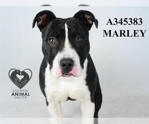 American Pit Bull Terrier Dogs for adoption in Stockton, CA, USA
