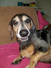 View Ad Bluetick Coonhound Dachshund Mix Dog For Adoption Near Florida Fort Myers Usa Adn 884917,Stair Carpet Runner
