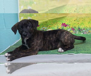 American Pit Bull Terrier-Unknown Mix Dogs for adoption in Wetumpka, AL, USA