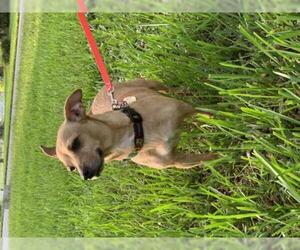 Jack Chi Dogs for adoption in Davie, FL, USA