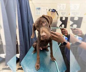 German Shorthaired Pointer-Unknown Mix Dogs for adoption in Mobile, AL, USA