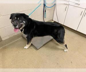 German Shepherd Dog-Unknown Mix Dogs for adoption in Santa Maria, CA, USA