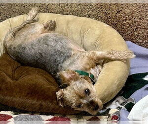 Mutt Dogs for adoption in Springfield, MA, USA