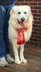 Medium Photo #1 Great Pyrenees Puppy For Sale in Hamilton, MT, USA