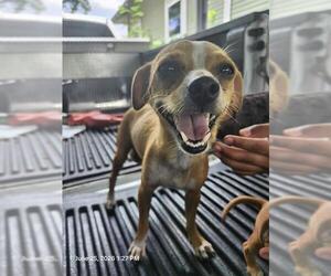 Chihuahua Dogs for adoption in San Antonio, TX, USA