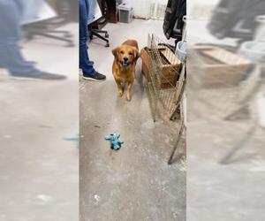 Basset Retriever Dogs for adoption in Fort Walton Beach, FL, USA