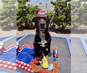 Labrador Retriever-Unknown Mix Dogs for adoption in Seal Beach, CA, USA