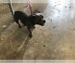 Bulldog Dogs for adoption in West Palm Beach, FL, USA