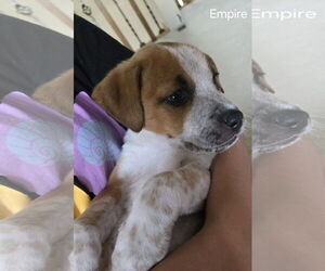Mutt Dogs for adoption in Princeton, MN, USA