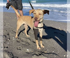 Mutt Dogs for adoption in Royal Palm Beach, FL, USA