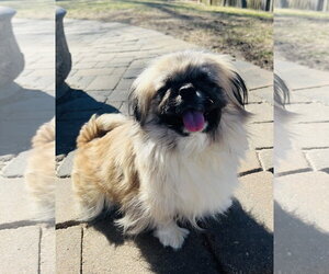 Medium Photo #2 Pekingese Puppy For Sale in Belleuve, NE, USA