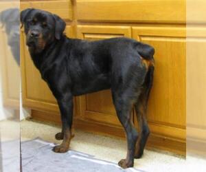 Rottweiler Dogs for adoption in York, SC, USA
