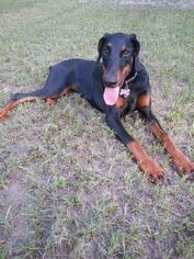 Doberman Pinscher Dogs for adoption in Tallahassee, FL, USA