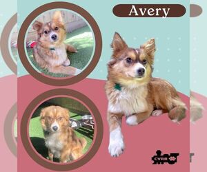 Mutt Dogs for adoption in Lindsay, CA, USA