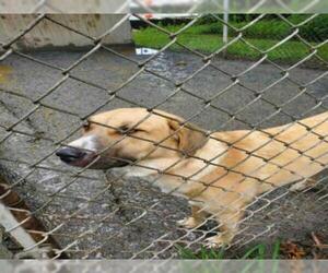Anatolian Shepherd Dogs for adoption in Atlanta, GA, USA