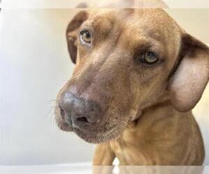 Mutt Dogs for adoption in Houston, TX, USA