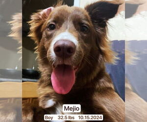 Border Collie Dogs for adoption in West Hollywood, CA, USA