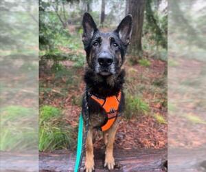 German Shepherd Dog Dogs for adoption in Woodland, CA, USA
