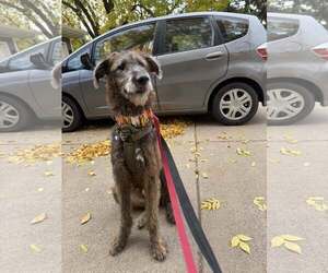 Shepadoodle Dogs for adoption in Princeton, MN, USA